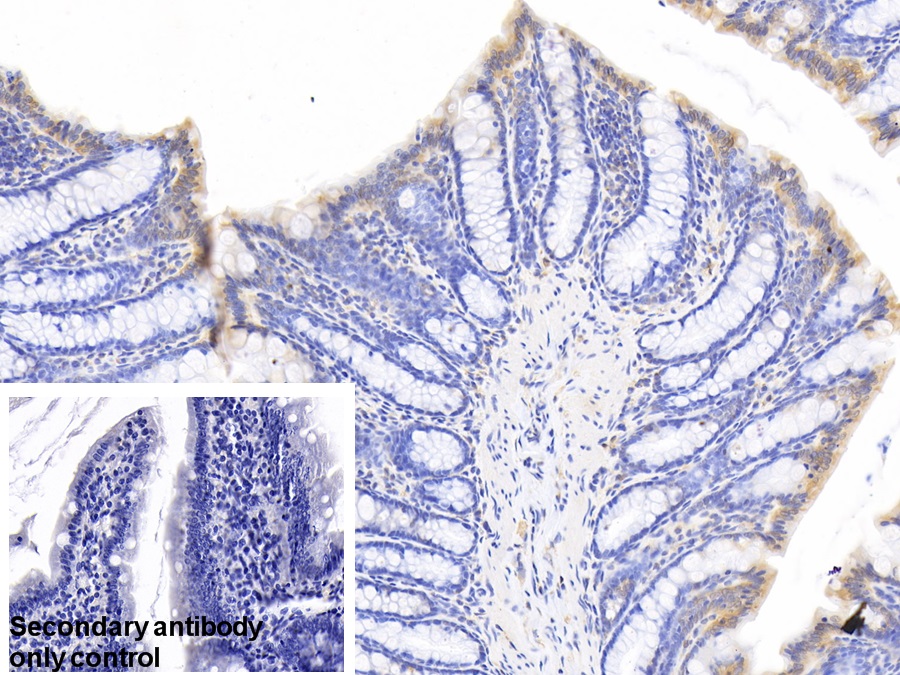 Polyclonal Antibody to Cystatin B (CSTB)