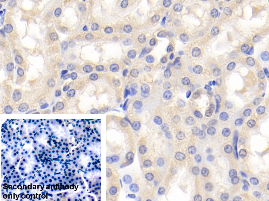 Polyclonal Antibody to Cystatin B (CSTB)