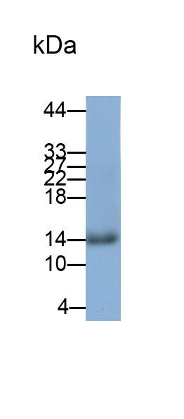 Polyclonal Antibody to Cystatin B (CSTB)