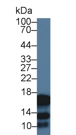 Polyclonal Antibody to Cystatin 2 (CST2)