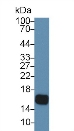 Polyclonal Antibody to Cystatin 5 (CST5)