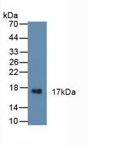 Polyclonal Antibody to Cystatin 6 (CST6)