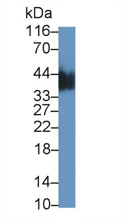 Polyclonal Antibody to Casein Kappa (CSN3)