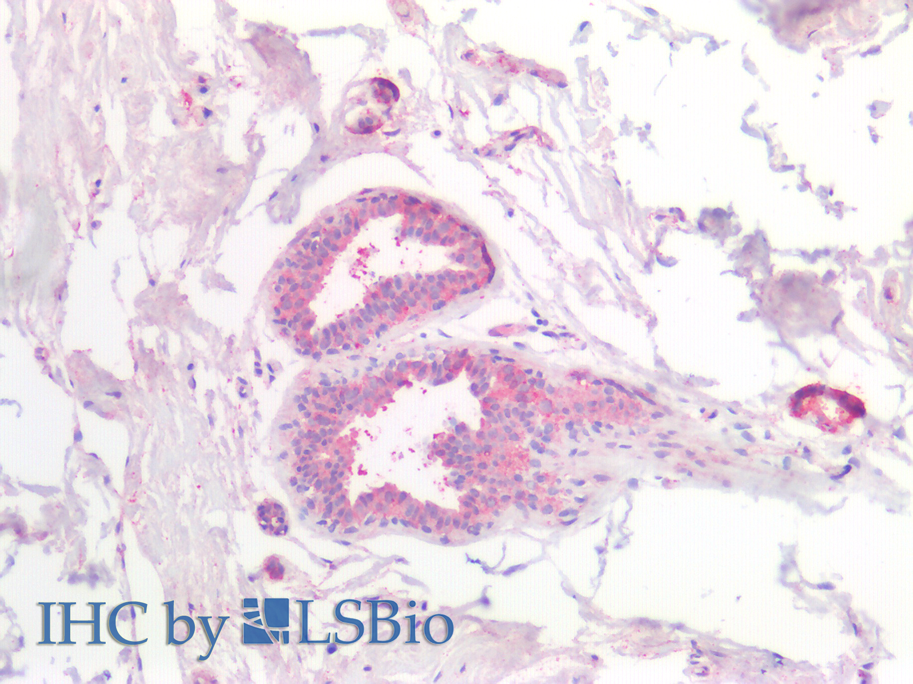 Polyclonal Antibody to Casein Beta (CSN2)