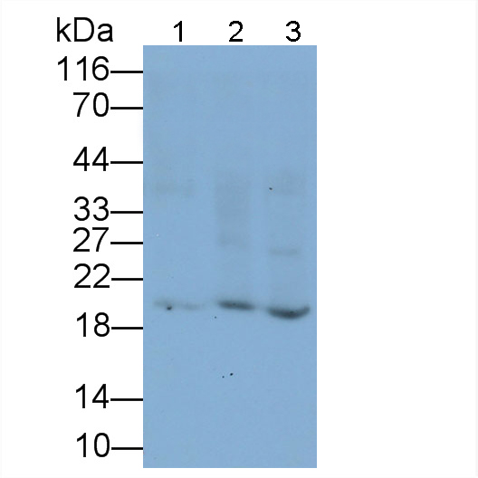 Polyclonal Antibody to Casein Beta (CSN2)