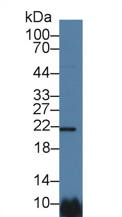 Polyclonal Antibody to Casein Alpha (CSN1)