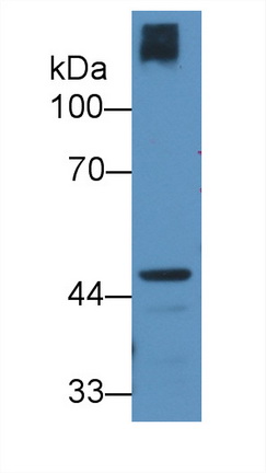 Polyclonal Antibody to Cartilage Associated Protein (CRTAP)