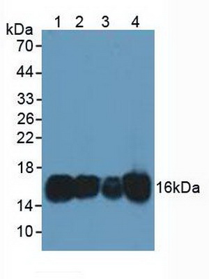 Polyclonal Antibody to Coactosin Like Protein 1 (COTL1)