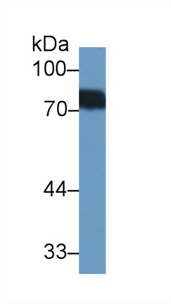 Polyclonal Antibody to Biotinidase (BTD)