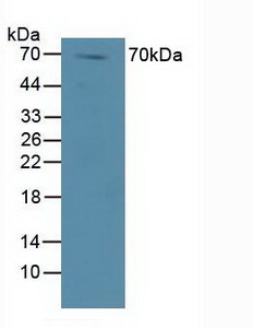 Polyclonal Antibody to Dishevelled, Dsh Homolog 1 (DVL1)