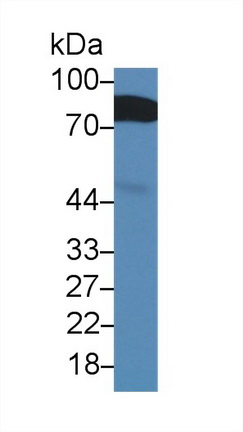 Polyclonal Antibody to BMP Binding Endothelial Regulator (BMPER)