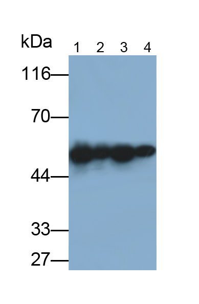 Polyclonal Antibody to Bridging Integrator 1 (BIN1)