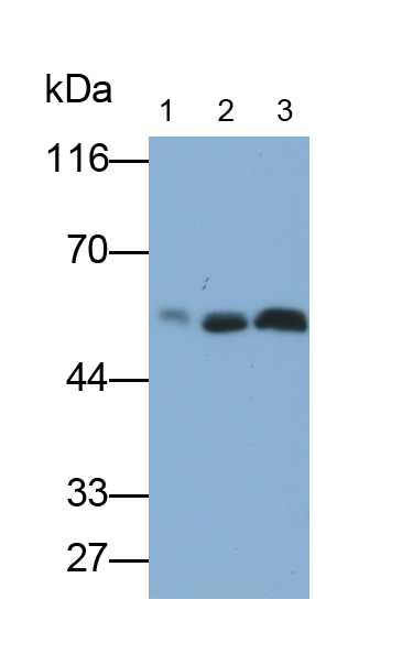 Polyclonal Antibody to Beclin 1 (BECN1)