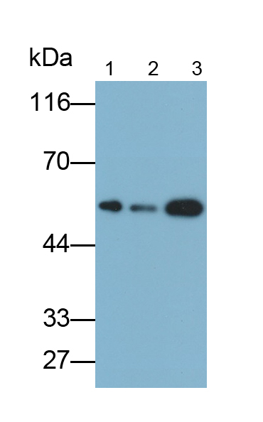 Polyclonal Antibody to Brain Abundant, Membrane Attached Signal Protein 1 (BASP1)