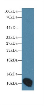 Polyclonal Antibody to Artemin (ARTN)