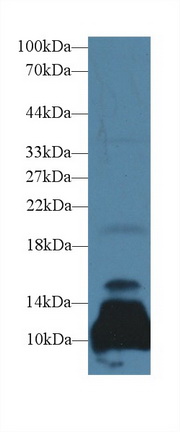 Polyclonal Antibody to Artemin (ARTN)