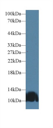 Polyclonal Antibody to Artemin (ARTN)