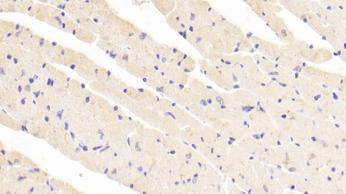 Polyclonal Antibody to Artemin (ARTN)