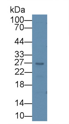 Polyclonal Antibody to Artemin (ARTN)