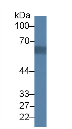 Polyclonal Antibody to Acyloxyacyl Hydrolase (AOAH)