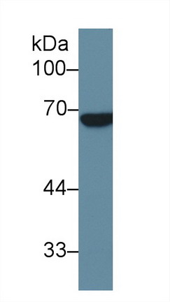 Polyclonal Antibody to Alkaline Phosphatase, Placental Like Protein 2 (ALPPL2)