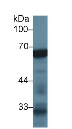 Polyclonal Antibody to Alkaline Phosphatase, Placental Like Protein 2 (ALPPL2)