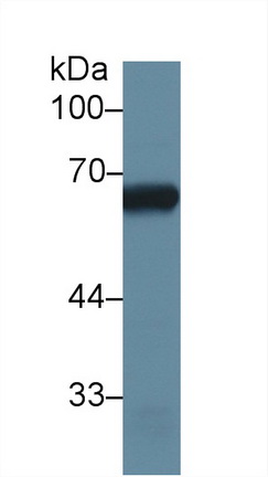 Polyclonal Antibody to Alkaline Phosphatase, Placental Like Protein 2 (ALPPL2)