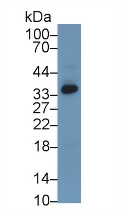 Polyclonal Antibody to Agmatine Ureohydrolase (AGMAT)