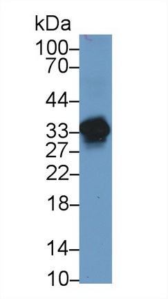 Polyclonal Antibody to Agmatine Ureohydrolase (AGMAT)