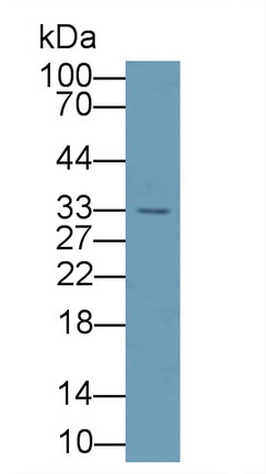 Polyclonal Antibody to Agmatine Ureohydrolase (AGMAT)