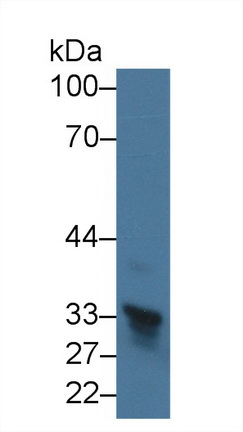 Polyclonal Antibody to Agmatine Ureohydrolase (AGMAT)