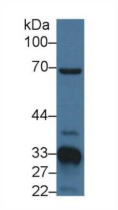 Polyclonal Antibody to Agmatine Ureohydrolase (AGMAT)