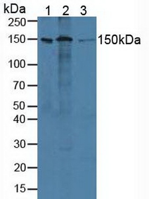 Polyclonal Antibody to Activity Dependent Neuroprotector Protein (ADNP)