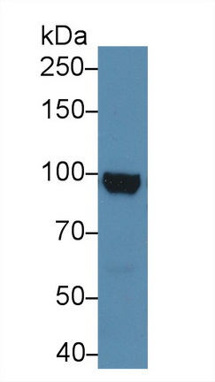 Polyclonal Antibody to Aconitase 1 (ACO1)