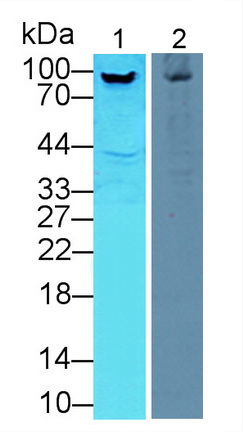 Polyclonal Antibody to Aconitase 1 (ACO1)