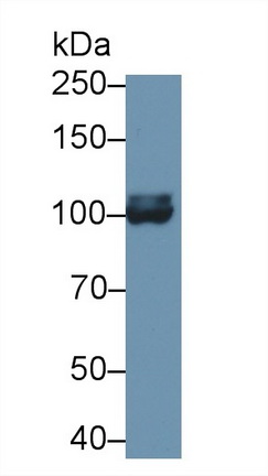 Polyclonal Antibody to Aconitase 1 (ACO1)