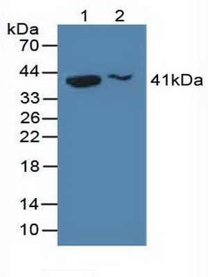 Polyclonal Antibody to H2A Histone Family, Member Y (H2AFY)