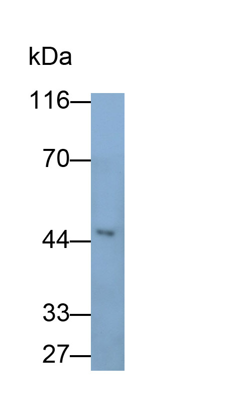 Polyclonal Antibody to Nuclear Distribution Gene C Homolog (NUDC)