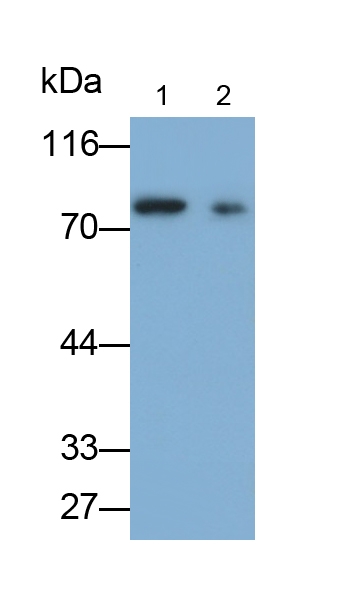 Polyclonal Antibody to MutL Homolog 1 (MLH1)