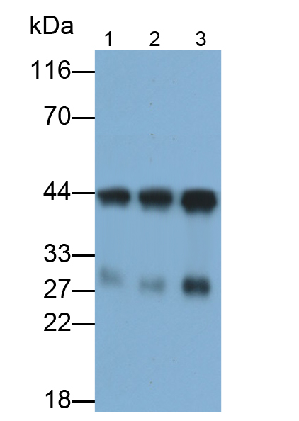 Polyclonal Antibody to Succinate Dehydrogenase Complex Subunit B (SDHB)