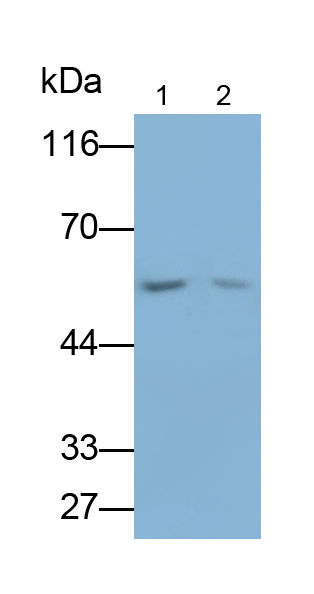 Polyclonal Antibody to HLA-B Associated Transcript 1 (BAT1)