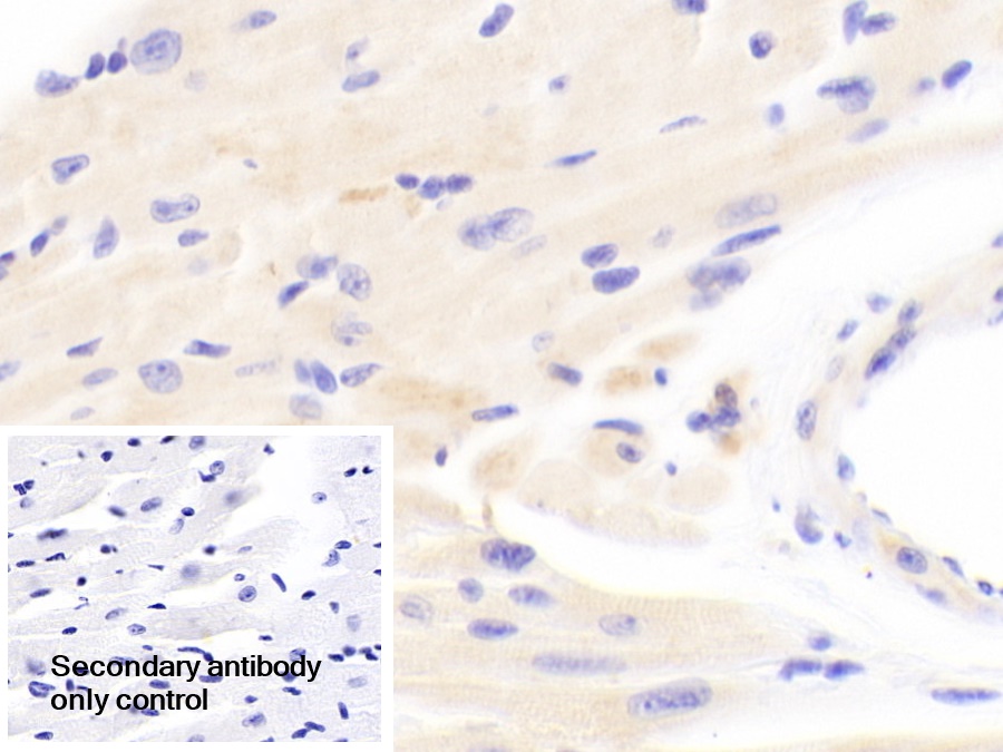 Polyclonal Antibody to Succinate Dehydrogenase Complex Subunit A (SDHA)