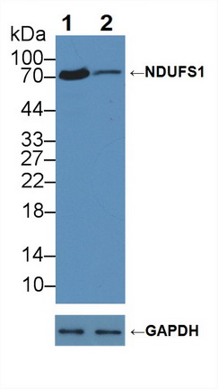 Polyclonal Antibody to NADH Dehydrogenase Ubiquinone Fe-S Protein 1 (NDUFS1)