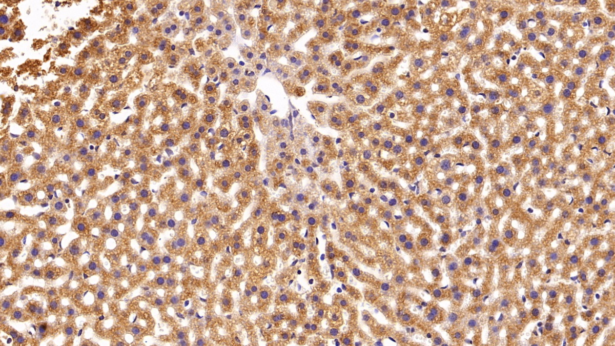 Polyclonal Antibody to Non Metastatic Cells 2, Protein NM23B Expressed In (NME2)