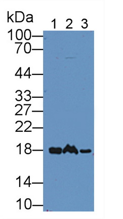 Polyclonal Antibody to Non Metastatic Cells 1, Protein NM23A Expressed In (NME1)