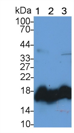 Polyclonal Antibody to Non Metastatic Cells 1, Protein NM23A Expressed In (NME1)