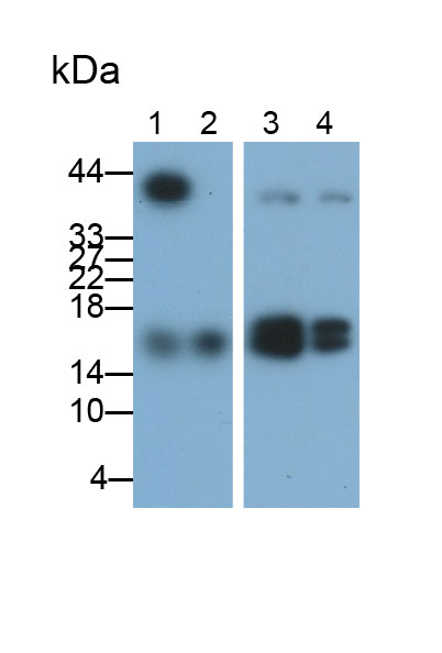 Polyclonal Antibody to Non Metastatic Cells 1, Protein NM23A Expressed In (NME1)