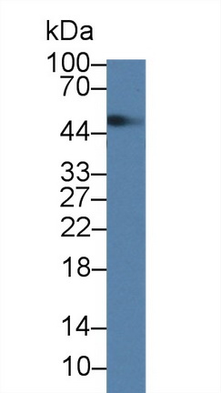 Polyclonal Antibody to TRAF Family Member Associated NFKB Activator (TANK)