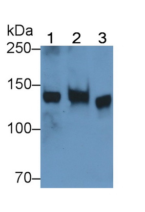 Polyclonal Antibody to Phosphoinositide-3-Kinase Catalytic Beta Polypeptide (PIK3Cb)