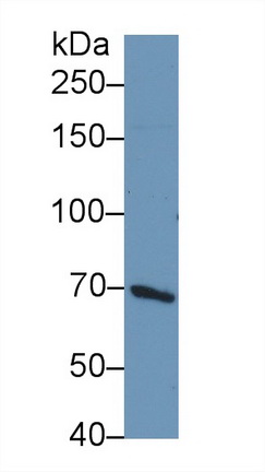 Polyclonal Antibody to Phosphoinositide-3-Kinase Adaptor Protein 1 (PIK3AP1)